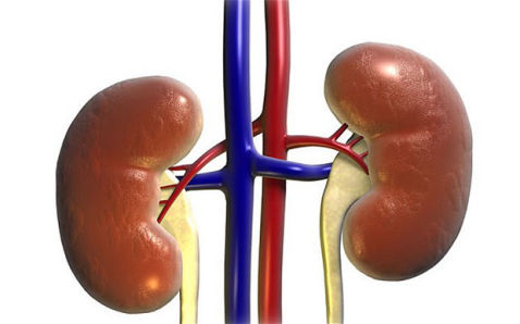 kidneys Left & Right